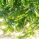 seaweed, kelp