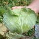 cabbage, common (danish, domestic, and pointed types), freshly harvest