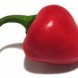 peppers, sweet, red, cooked, boiled, drained, without salt