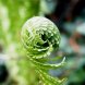 fiddlehead ferns, frozen, unprepared