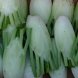 fennel, bulb usda Nutrition info