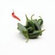 peppers, jalapeno usda Nutrition info