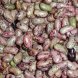 beans, pink, mature seeds, cooked, boiled, without salt