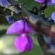 hyacinth beans, mature seeds, cooked, boiled, without salt
