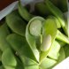 lima beans, large, mature seeds