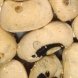 cowpeas, common (blackeyes, crowder, southern), mature seeds, canned, plain