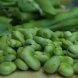 broadbeans (fava beans), mature seeds, cooked, boiled, with salt