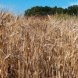 wheat, durum