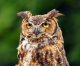 owl, horned, flesh, (alaska native)