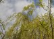 willow, leaves in oil (alaska native)