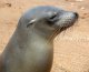 sea lion, steller, heart (alaska native)