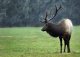 elk, free range, ground, (shoshone bannock)