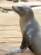 sea lion, steller, meat (alaska native)