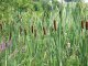 cattail, narrow leaf shoots (northern plains indians)