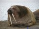 walrus, liver, (alaska native)