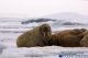 walrus, meat and subcutaneous fat (alaska native)