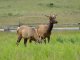 elk, free range, ground, cooked patties (shoshone bannock)