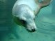 sea lion, steller, kidney (alaska native)