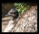 emu, outside drum