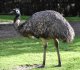 emu, fan fillet