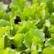 Earthbound Farm baby lettuce salad garden salad Calories