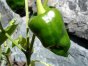 poblano pepper generic Nutrition info