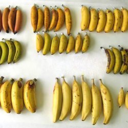 Cooked Plantain Bananas