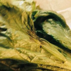 Wilted Lettuce