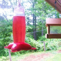 Hummingbird Syrup for Feeders