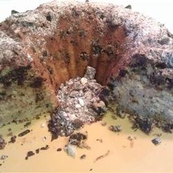 Freckle Cake