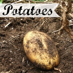 Harvest Potatoes