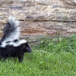 Skunk Smell Remover