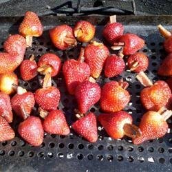 Grilled Bacon-Stuffed Strawberries