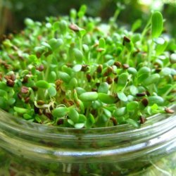 Growing Alfalfa Sprouts