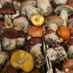 Mushrooms Rule!