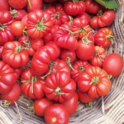 Tuscan Tomato Bruschetta