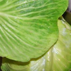 Cabbage Strudel