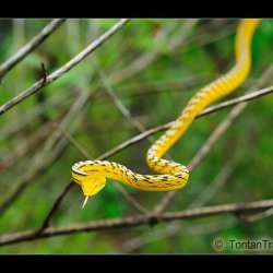 Oriental Snake
