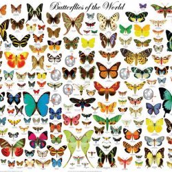 Farfalle Del Mondo
