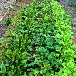 Leaf Lettuce Salad