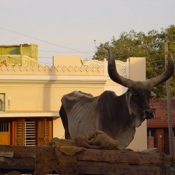 Horny Bull