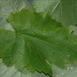 Grape Leaves-Canning Recipe
