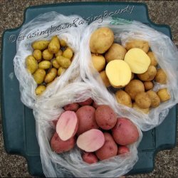 Potato Bounty