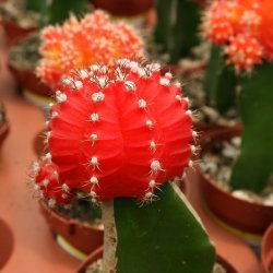 The Red-Head Cactus