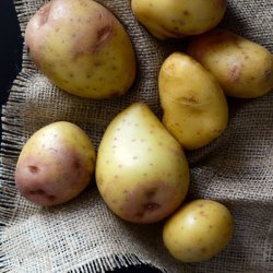Potatoes Perfect