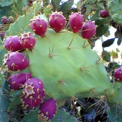 Prickly Pear Syrup