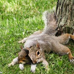 Squirrel Legs
