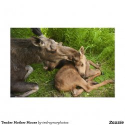 Tender Moose