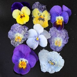 Crystallized Violets