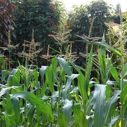 Garden Patch Corn